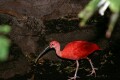 An ibis